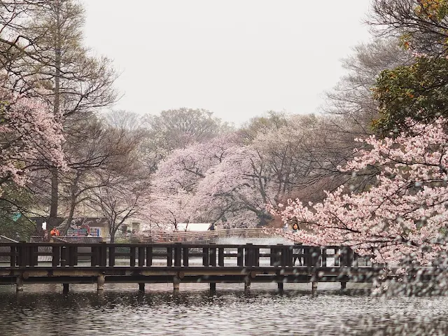 井の頭公園　桜