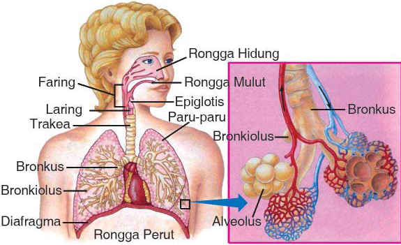 sistem pernapasan.