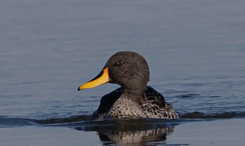 Yellow-Billed Duck in the Diep River Table Bay Nature Reserve Woodbridge Island Photo Vernon Chalmers