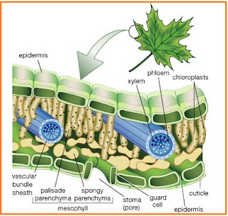 Contoh Difusi Osmosis Endositosis Eksositosis - JobsDB