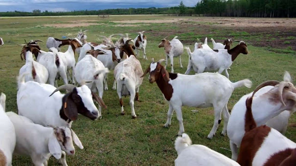 Goat breeding project; Feasibility study of the project