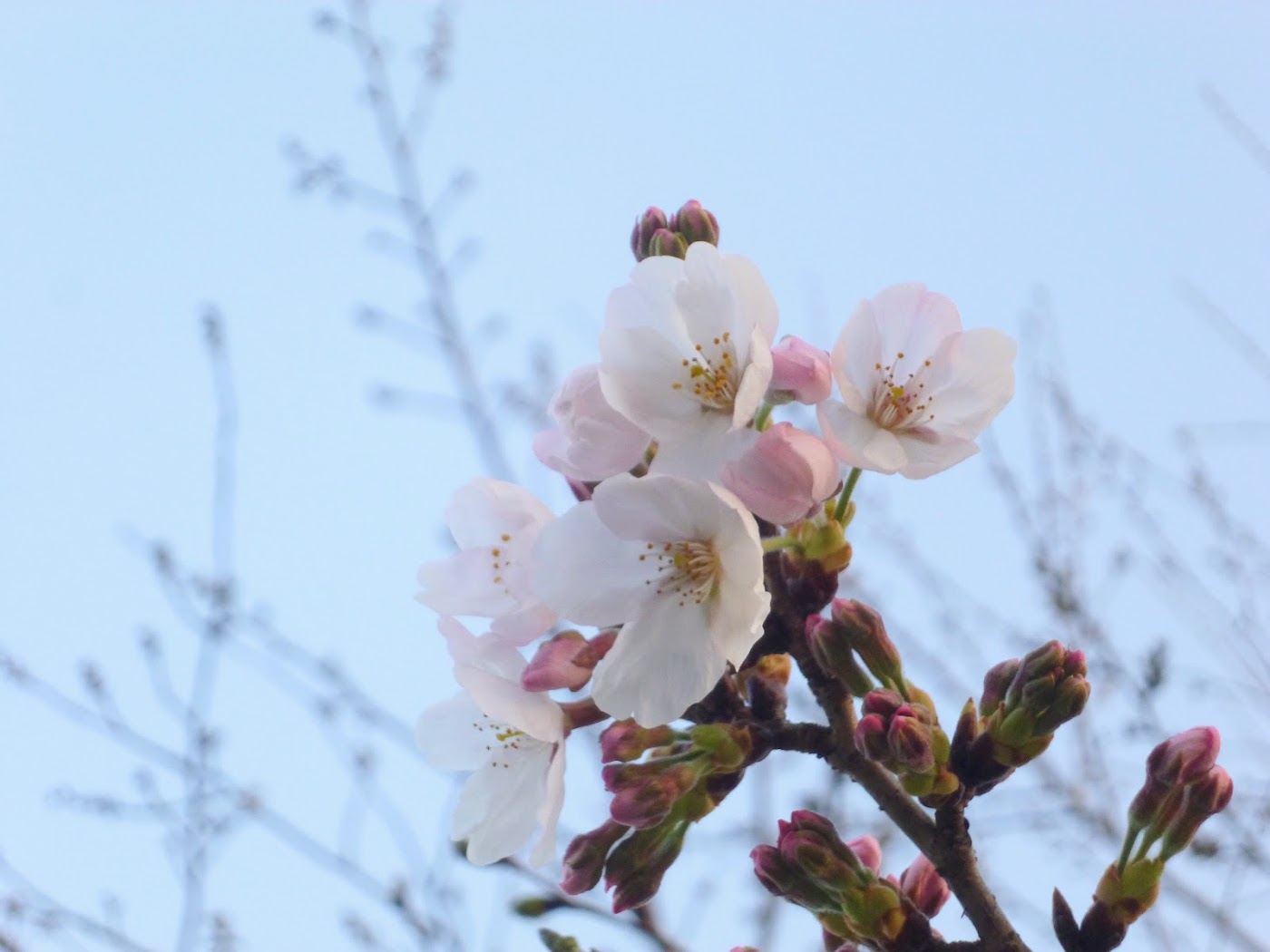 桜