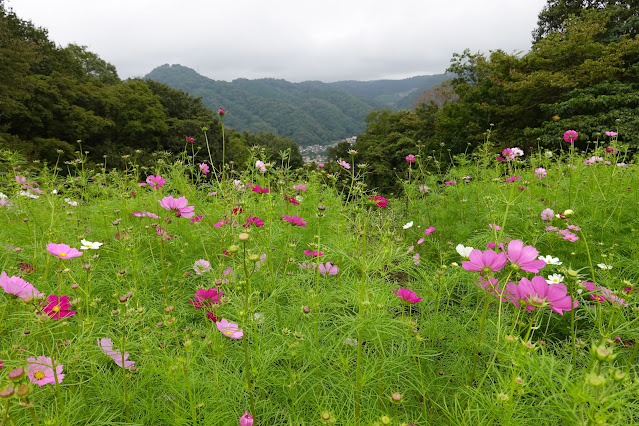 鳥取県西伯郡南部町鶴田　とっとり花回廊　秘密の花園