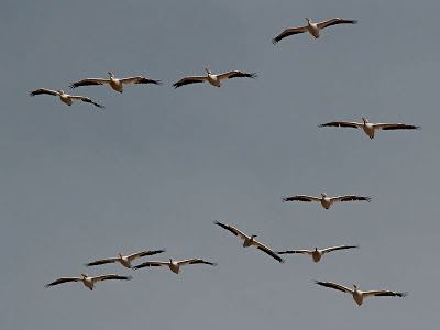 Flock of Pelicans