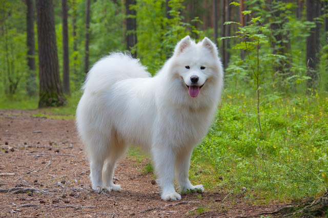 "Playful Samoyed dog with a thick, fluffy white coat and a big smile, sitting in a grassy field with a blue sky and green trees in the background."