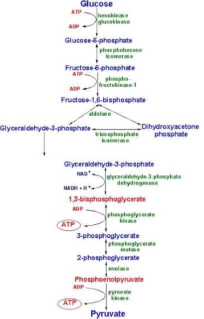 Glikolisis