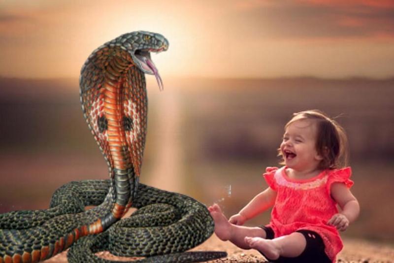 Девочка и кобра. Индия страна ядовитых змей