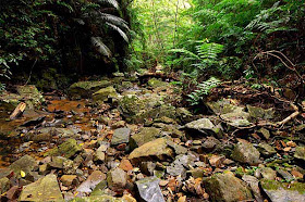 rocks in streambed,wide angle view,ferns