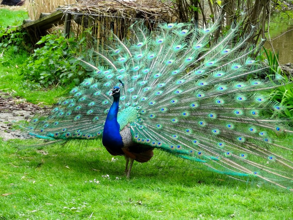 Alam Mengembang Jadi Guru Burung Merak Saat Terbang