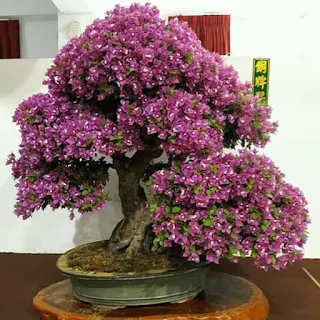 inspirasi sketsa bonsai bugenvil