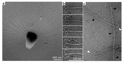  contohnya basil yang hidup di air panas Pintar Pelajaran Archaebacteria (Archaea) : Pengertian, Ciri-ciri, Struktur Sel, Contoh