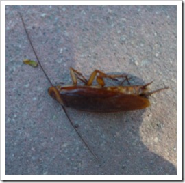 La cucaracha