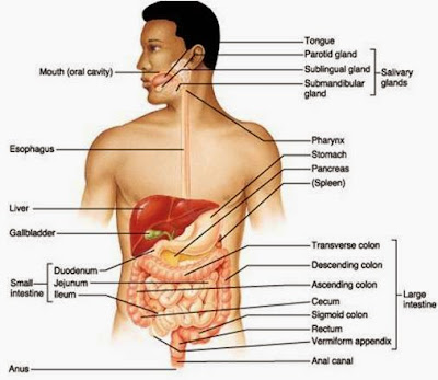 cara meningkatkan fungsi sistem pencernaan secara alami