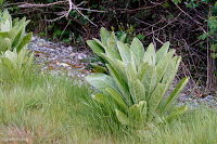 Common Mullein