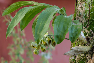 Catasetum macrocarpum care and culture