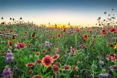 Wildflowers Before Sunrise, The Flower Mound