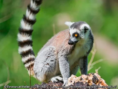 Klasifikasi Ilmiah Lemur catta