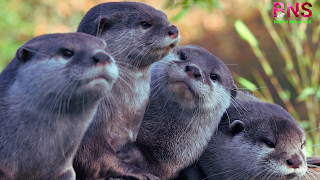 Otter pictures wallpaper free download mobile wallpaper