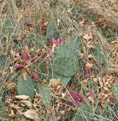 Opuntia macrorhiza