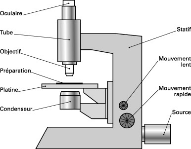 svtOlycée: Le MICROSCOPE OPTIQUE