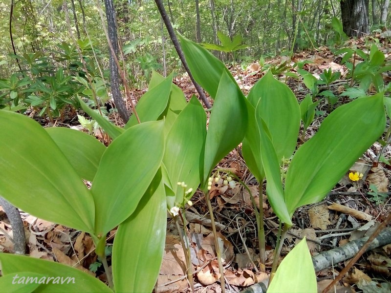 Ландыш Кейзке / Ландыш маньчжурский (Convallaria keiskei)