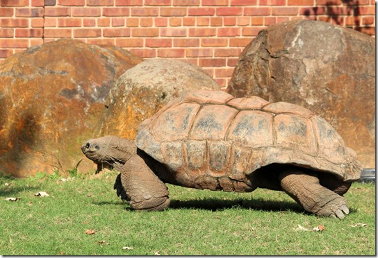 tortoise