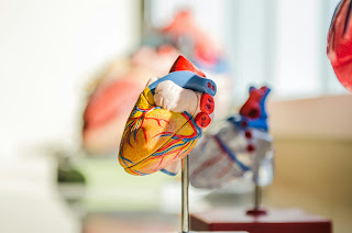 anatomical model of heart