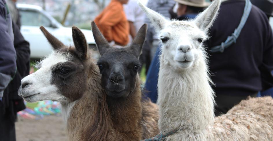 Ecuador’s mainland animals 4