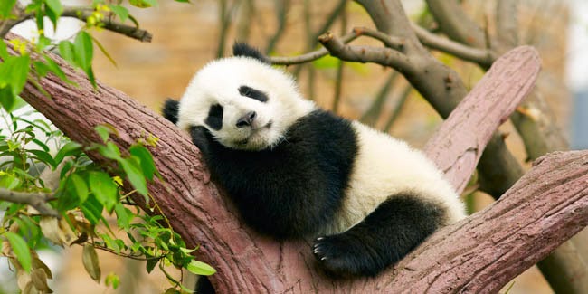 Gambar Panda Lucu Serta Asal Usul Panda ~ Ayeey.com