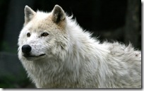 animal wallpapers (8)