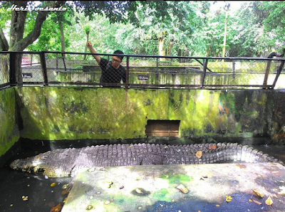 Breeding Crocodiles - Asam Kumbang3