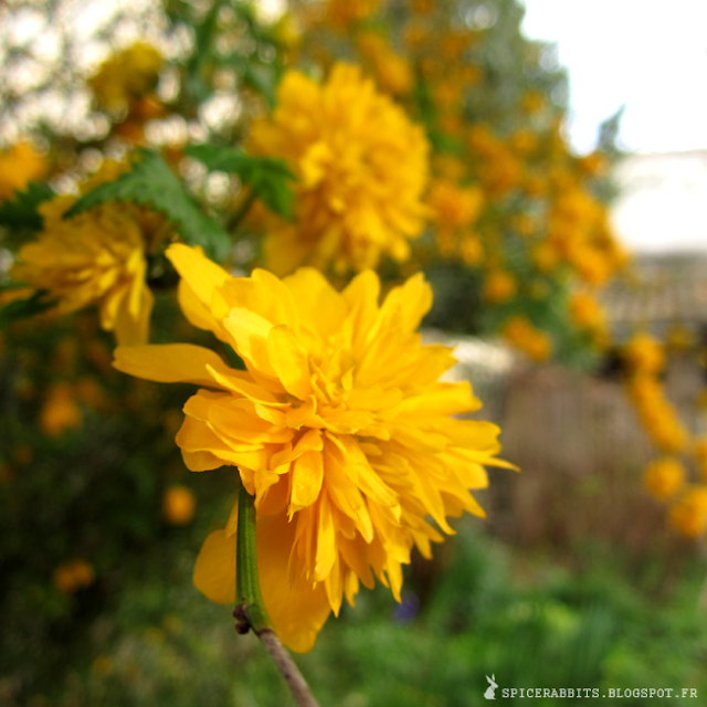 Corête du Japon - Kerria Japonica - http://spicerabbits.blogspot.fr/