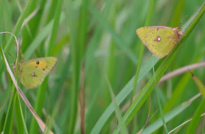 Dark Clouded Yellow (Colias fieldii chinensis)