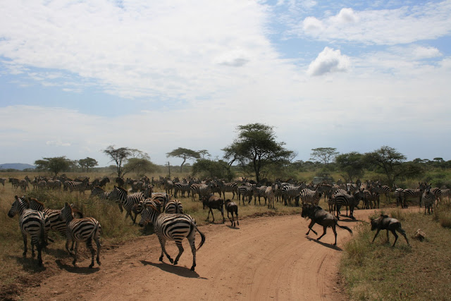 Migration Safari by Juan Nel