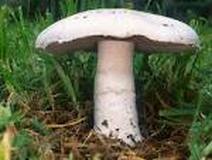 Agaricus Blazei Murill