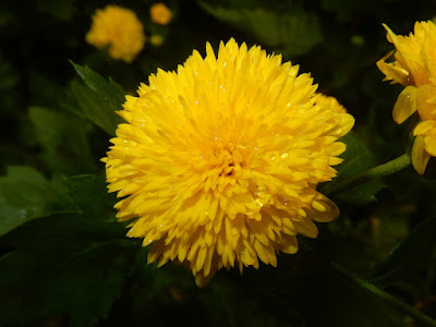 杭菊的頭狀花序