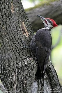 pito crestado Dryocopus Hylatomus pileatus