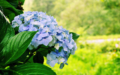 Flores de Hortensias - Hydrangea de Japón