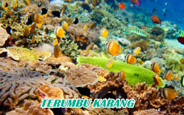 Status Kondisi Terumbu Karang  di Teluk Ambon’