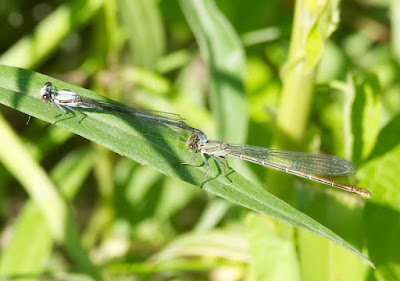 Powdered Dancer (Argia moesta)