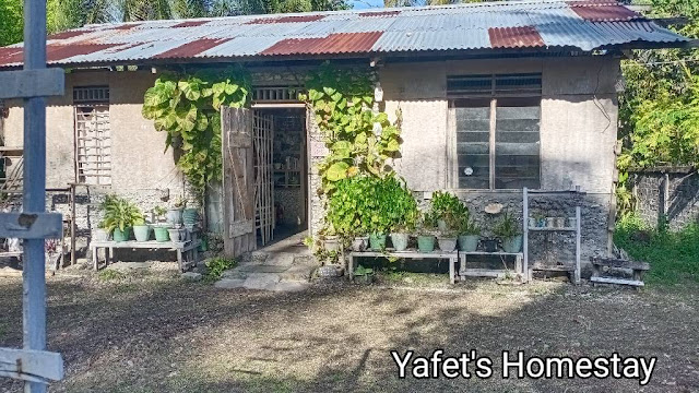 Yafet Maryen's homestay