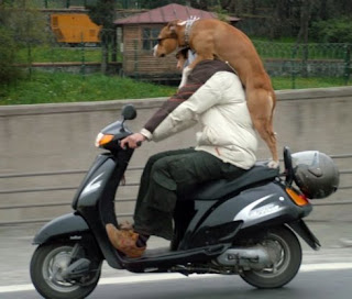 Dog Ride Motorbike Funny Image