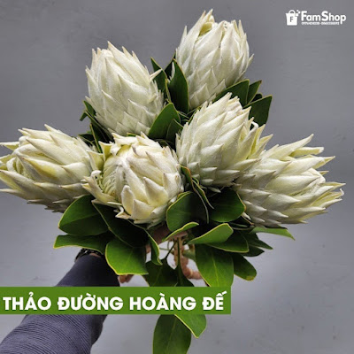 Thảo đường hoàng đế