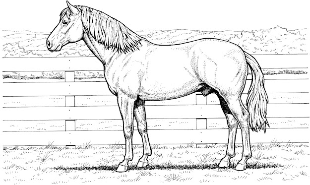 More Images Of Realistic Animal Coloring Pages