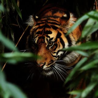 tiger in bushes