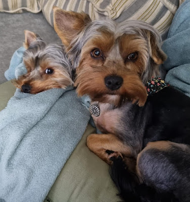 2 Yorkie girls laying on a couch