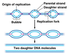  It is multistep complex procedure which requires over a dozen enzymes in addition to proteins MR X Difference betwixt Prokaryotic in addition to Eukaryotic deoxyribonucleic acid Replication