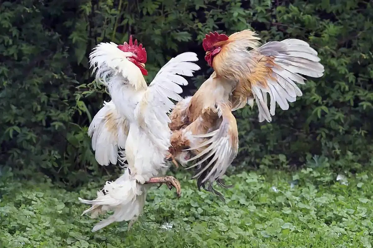 Resiko Ayam Makan Karet Gelang dan Cara Mengobatinya
