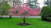 Dogwood Tree Information