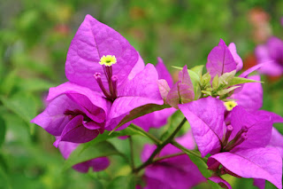 Sumber foto : https://pixabay.com/photos/bunga-flower-pink-green-nature-2554251/